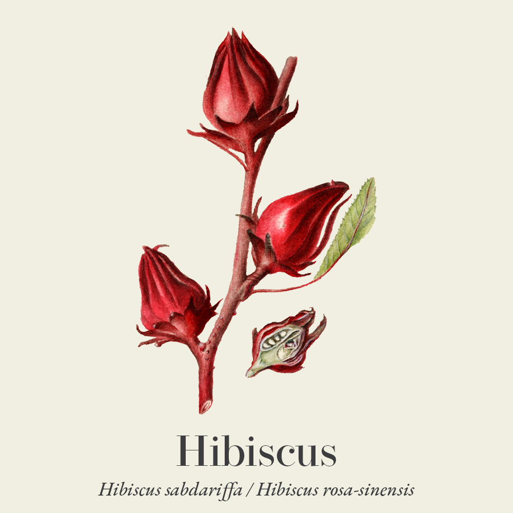 Hibiscus (Hibiscus sabdariffa)