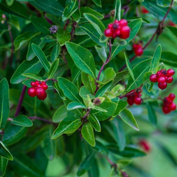 Bearberry fruit and leaves (Arctostaphylos uva-ursi)