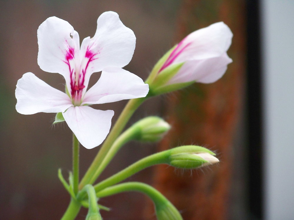 Rose Geranium (Pelargonium graveolens): Benefits, Uses, Safety | Herbal ...