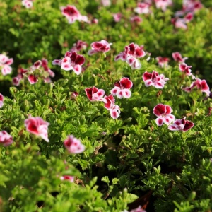 Rose geranium plant (Pelargonium graveolens)