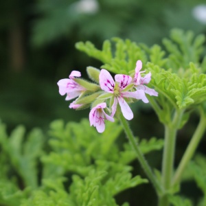 Rose geranium flower and leaves (Pelargonium graveolens)