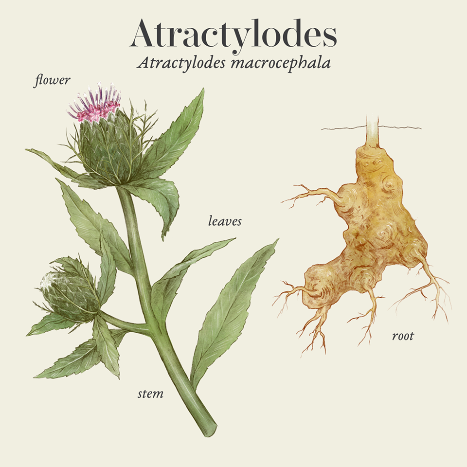 Atractylodes (Atractylodes macrocephala)