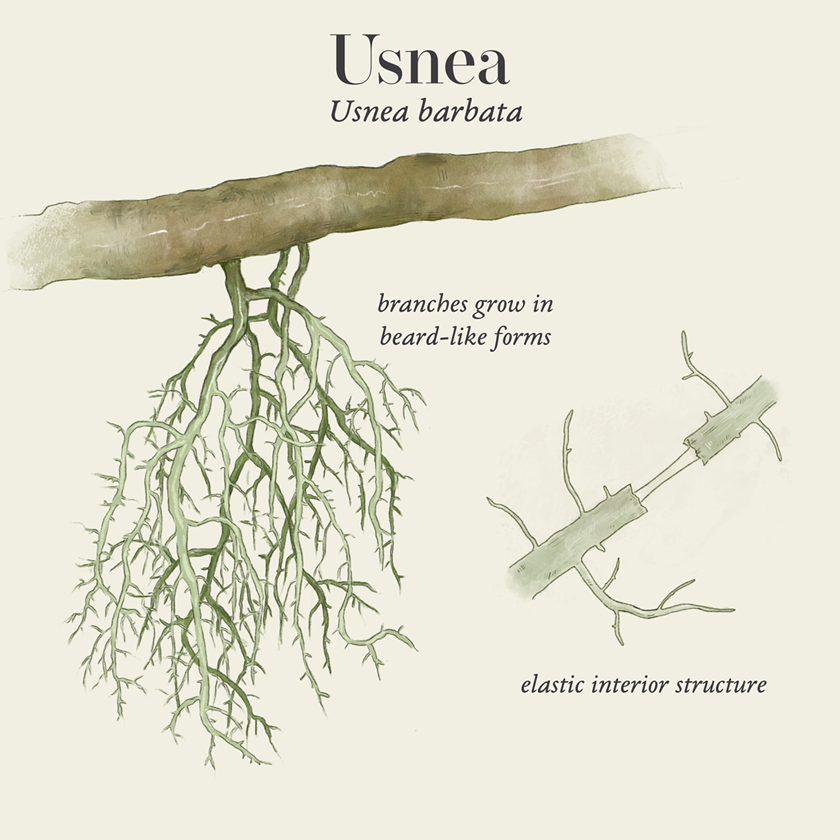 Usnea (Usnea barbata)