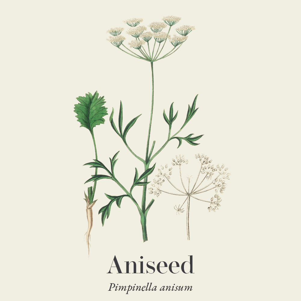 Aniseed (Pimpinella anisum)