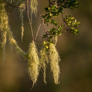 Hanging usnea (Usnea barbata)