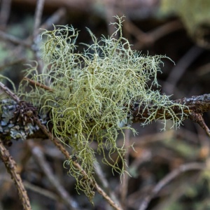 Usnea branch (Usnea barbata)