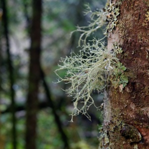 Usnea fungi (Usnea barbata)