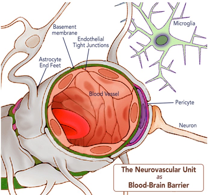 blood brain barrier