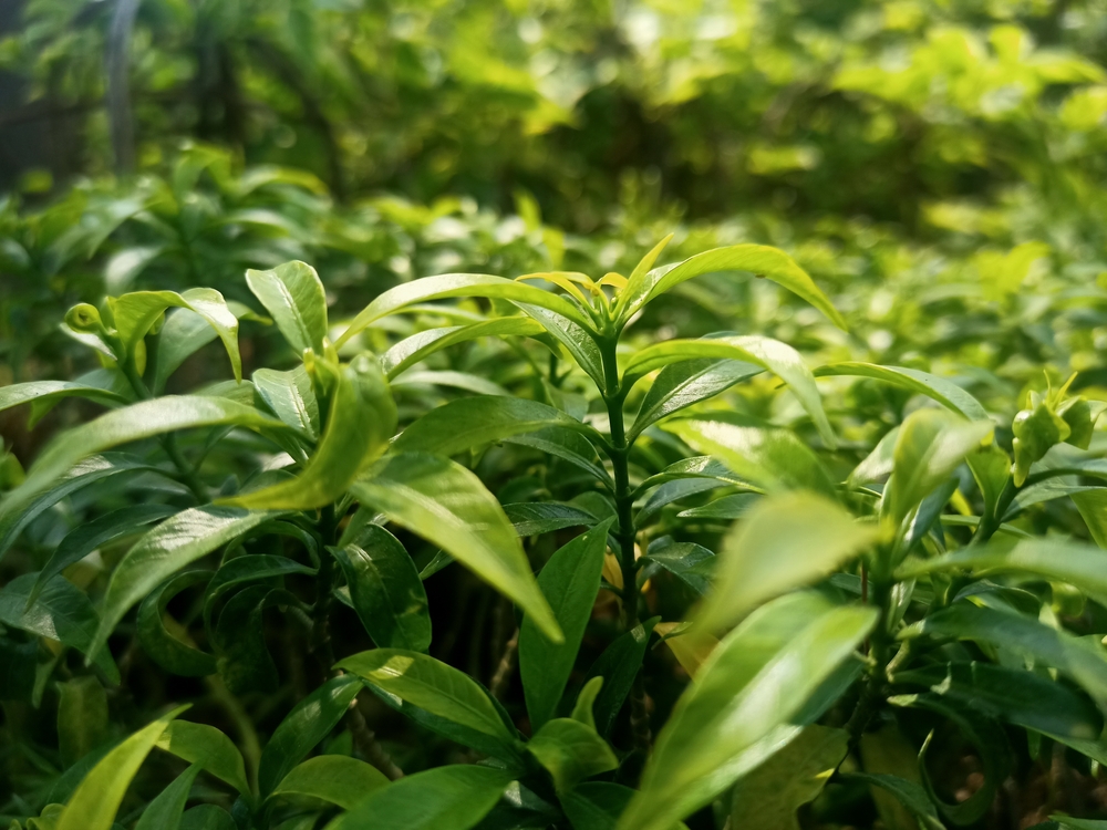 Green tea (Camellia sinensis)