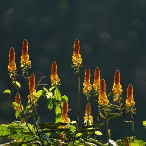 Senna alata (Cassia alata)