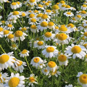 Chamomile (Matricaria chamomilla)