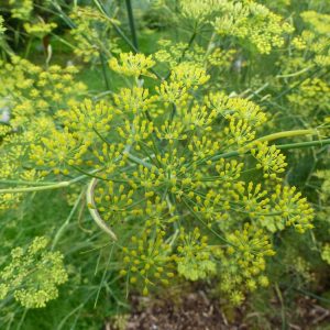 Aniseed plant (Pimpinella anisum)