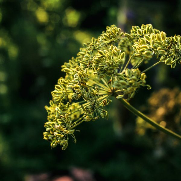 Aniseed yellow (Pimpinella anisum)