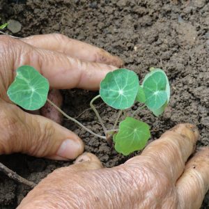 Small nasturtium plant (Tropaeolum majus)