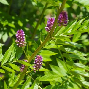 Liquorice (Glycyrrhiza glabra)