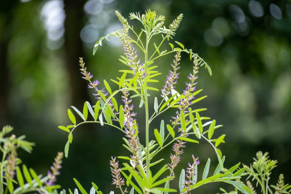 Liquorice (Glycyrrhiza glabra)