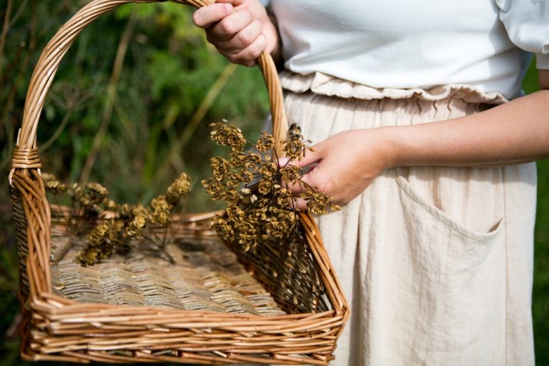 Seeds, fruits and fungi to forage in August