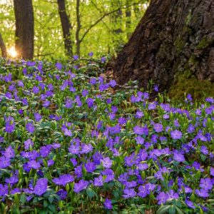 Lesser periwinkle in a wood (Vinca minor)