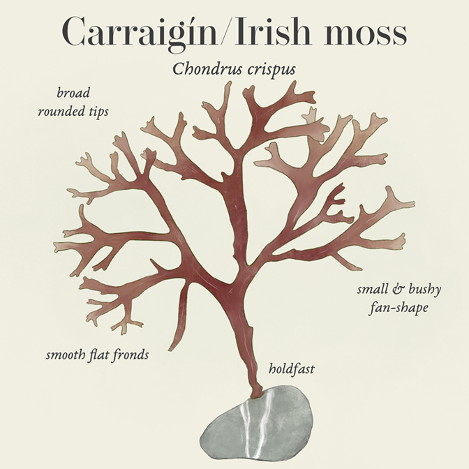 Irish moss (Chondrus crispus)