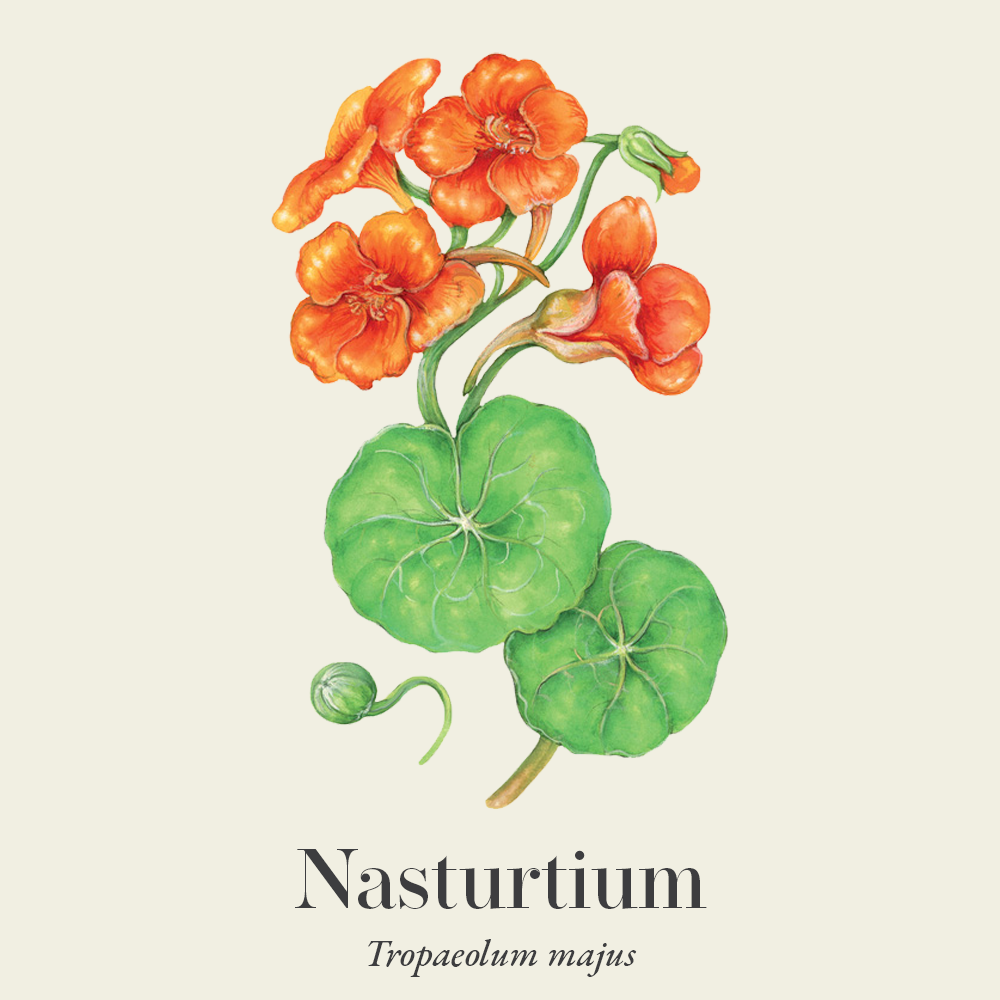 Nasturtium (Tropaeolum majus)