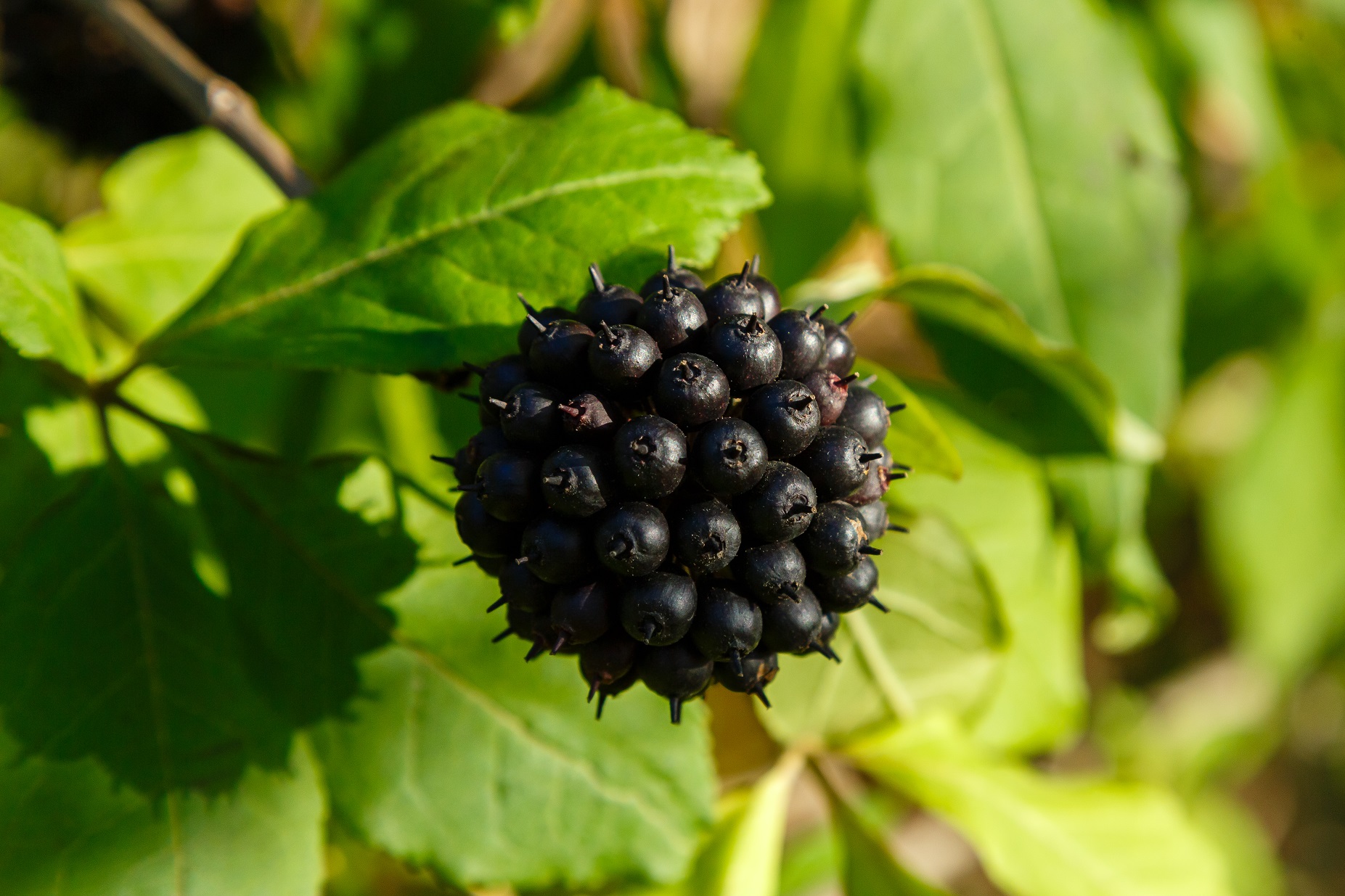 Siberian ginseng berries (Eleutherococcus senticosus)