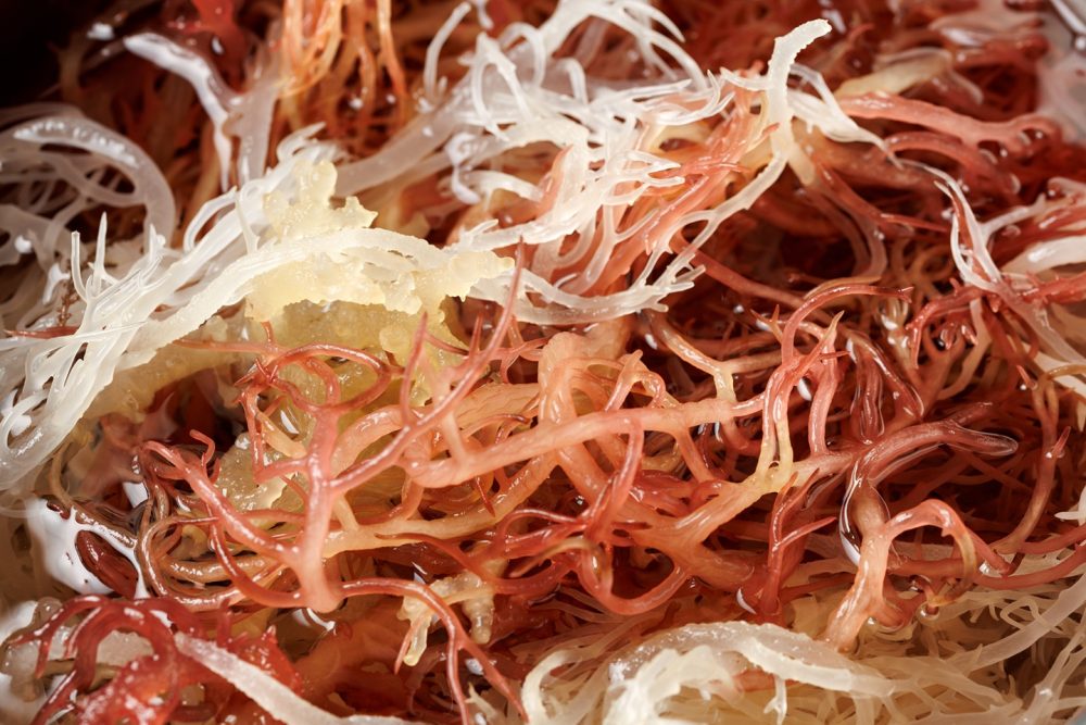 Irish moss (Chondrus crispus)