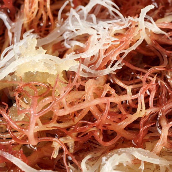 Irish moss (Chondrus crispus)