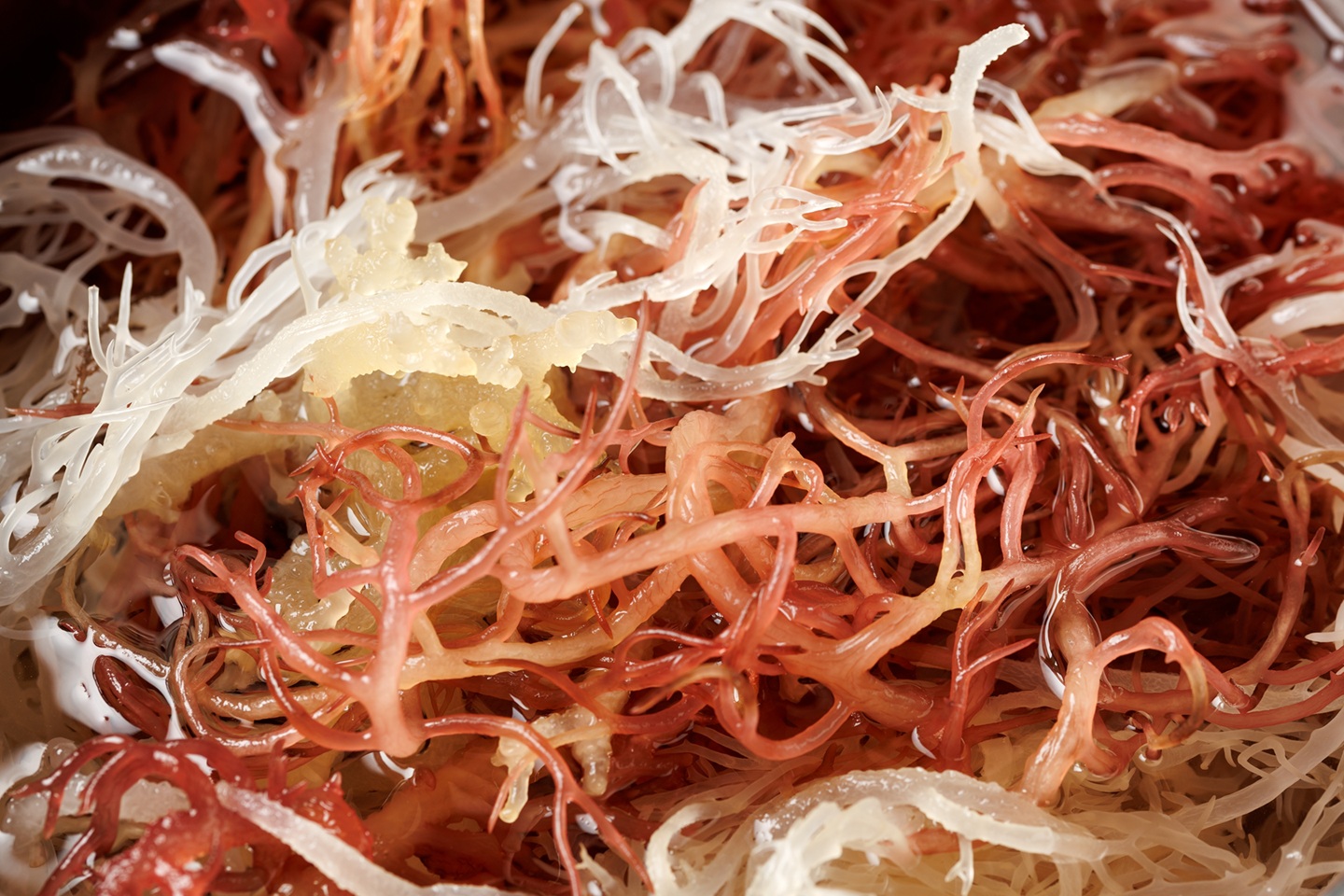Irish moss
