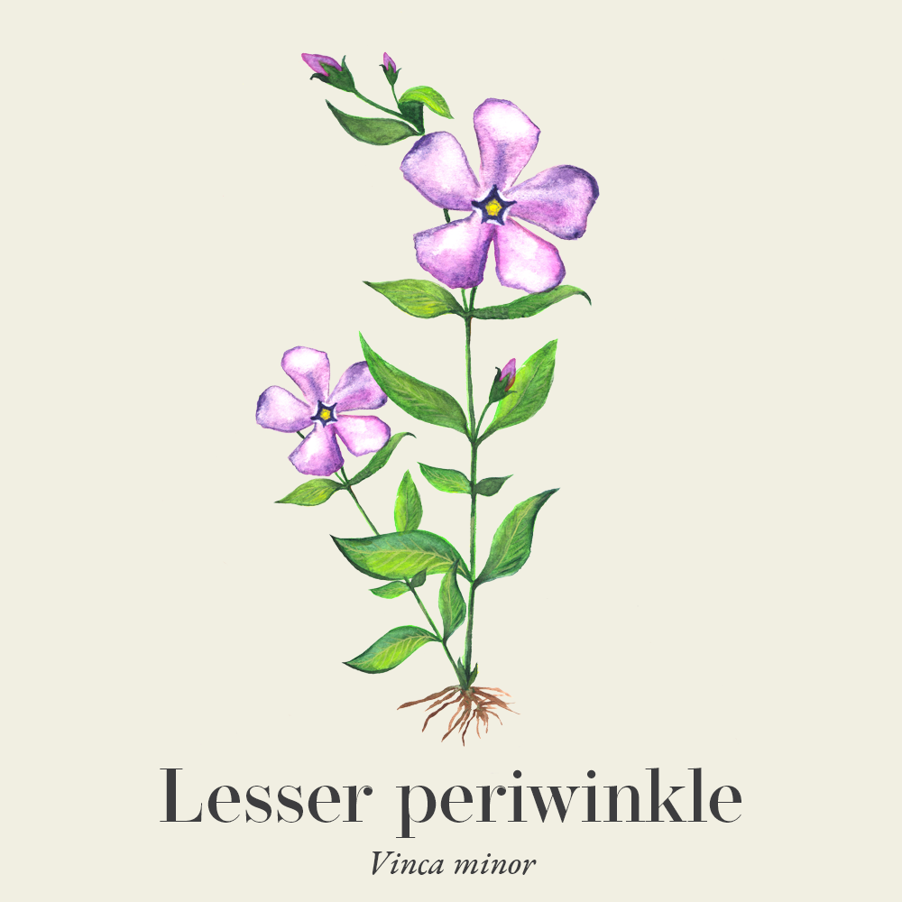 Tea Haven Periwinkle Herb Tea – Vinca Minor, Loose Leaf Herbal Tisane, 2 Oz Bag