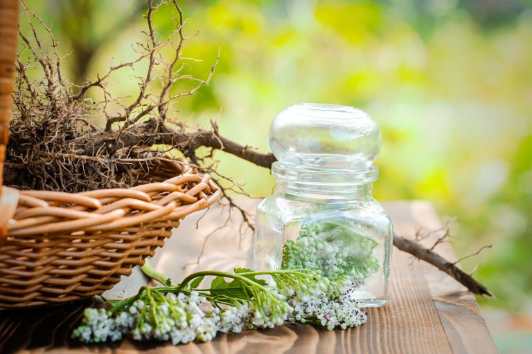 Medicinal herbs to forage in September