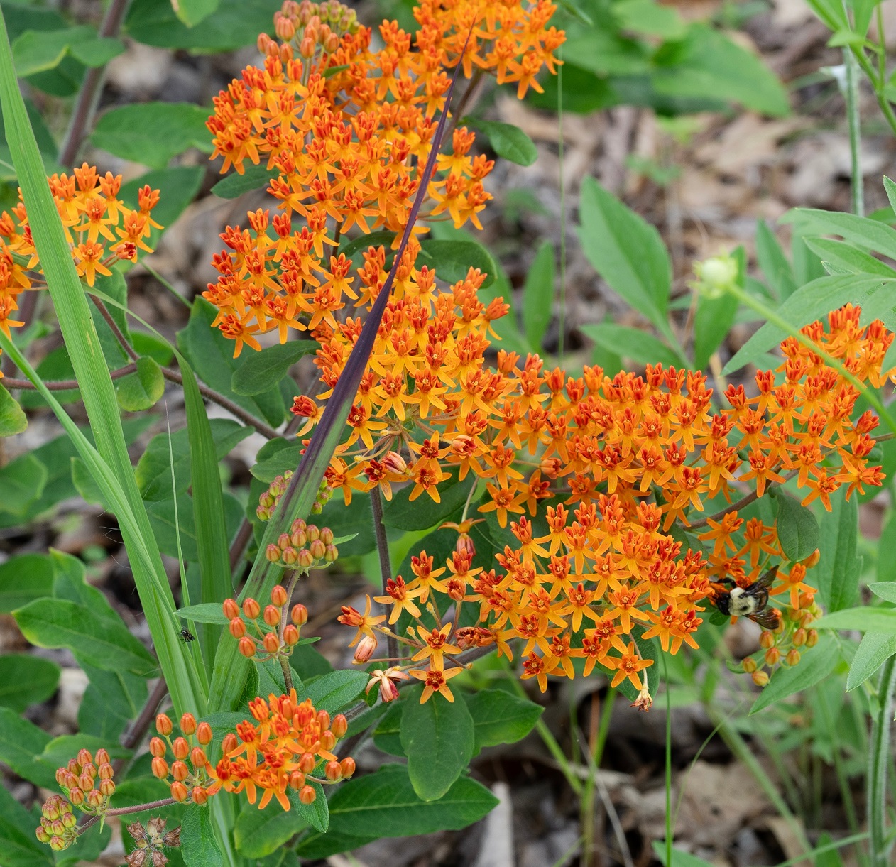 Pleurisy root plants (Asclepias tuberosa)