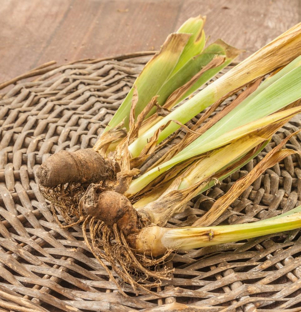 Iris root (Iris versicolor)