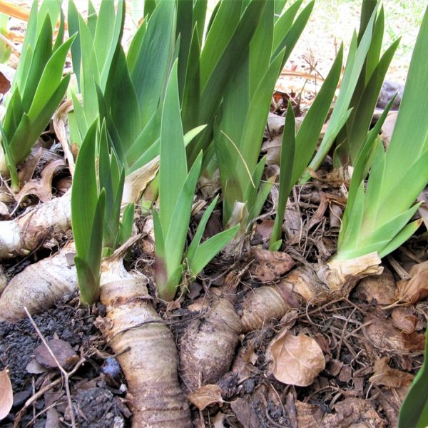 Iris root (Iris versicolor)
