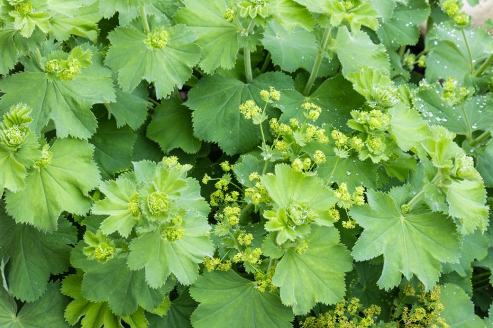 Lady's mantle (Alchemilla vulgaris)