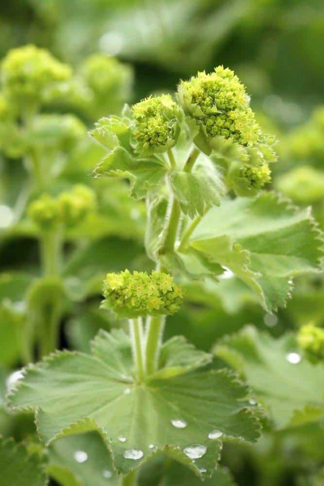 Lady's mantle (Alchemilla vulgaris)