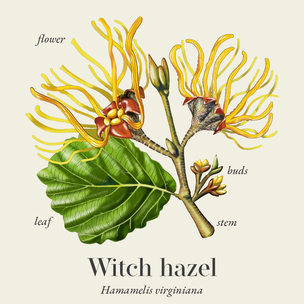 Witch hazel (Hamamelis virginiana)