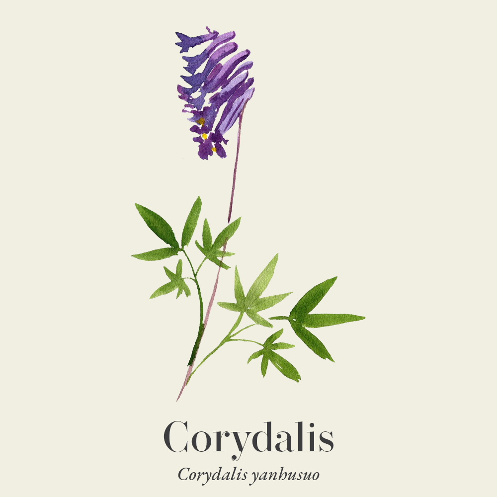 Corydalis (Corydalis yanhusuo)