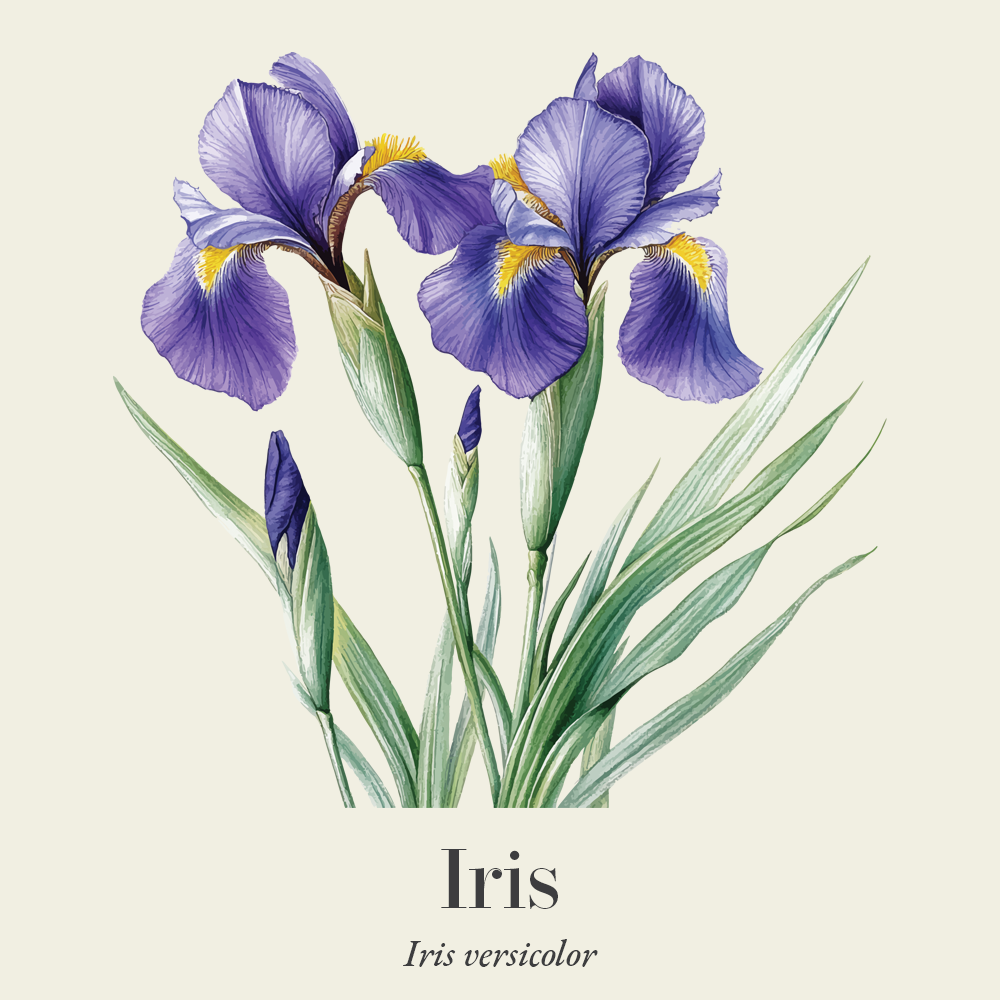 Iris (Iris versicolor)
