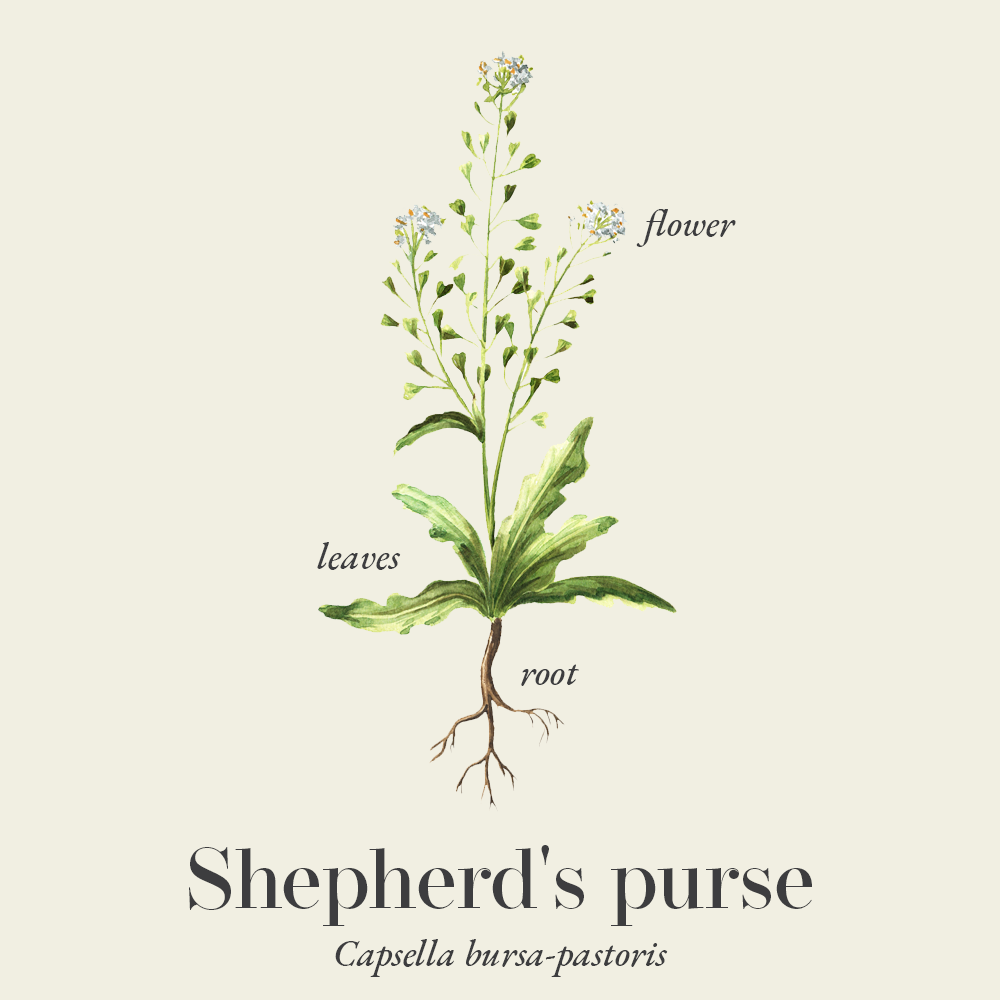 Shepherd's purse (Capsella bursa-pastoris)