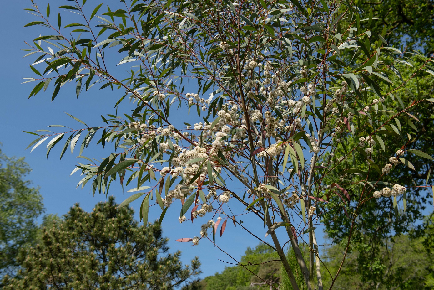 Snow gum tree (Eucalyptus pauciflora)