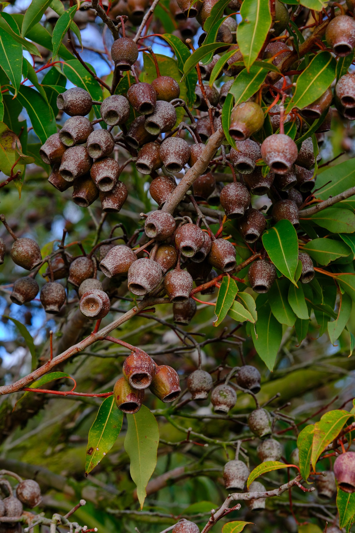 Eucalyptus nuts (Eucalyptus globulus)