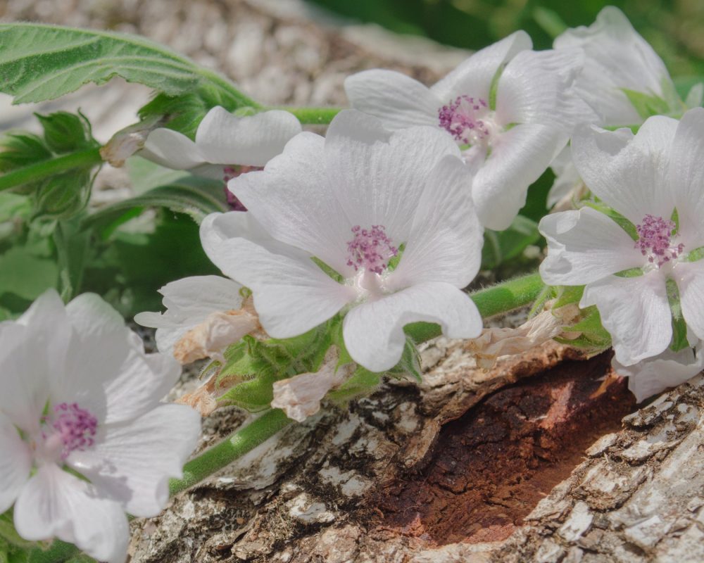The sustainability of Marshmallow