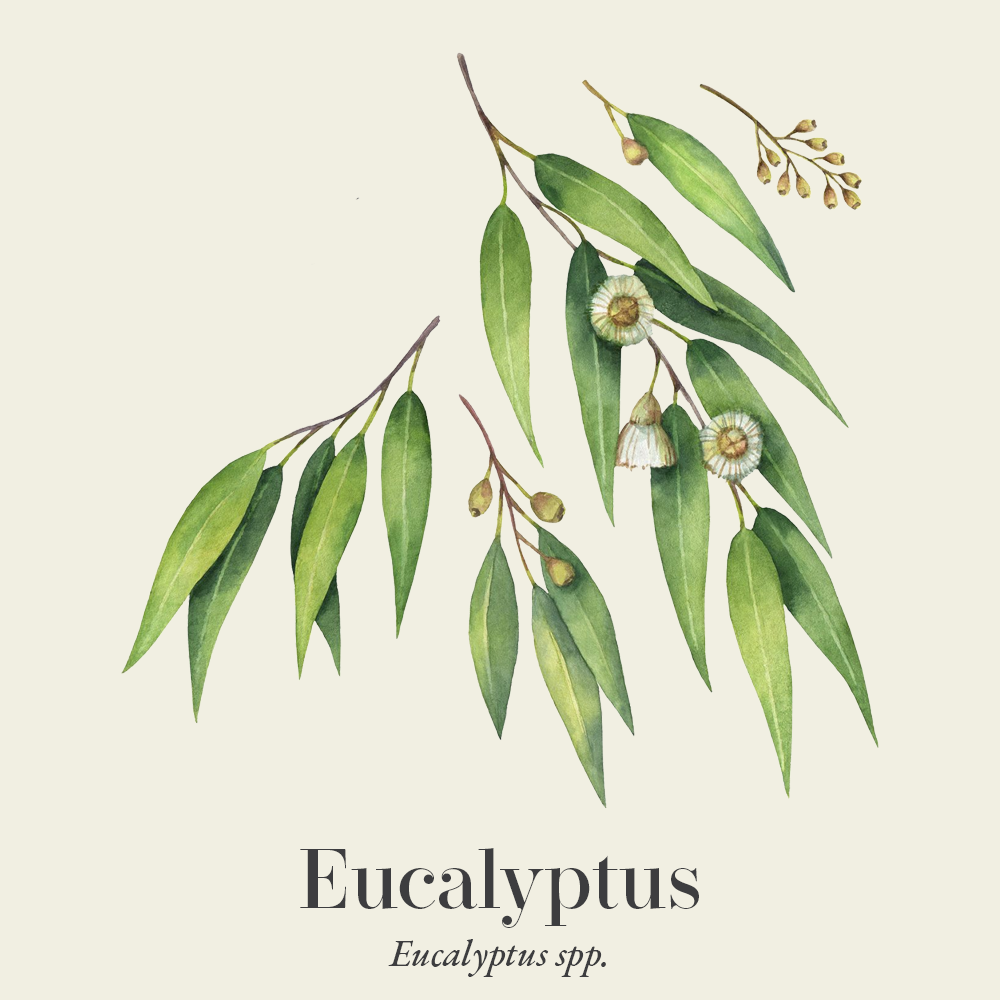 Eucalyptus (Eucalyptus spp.)