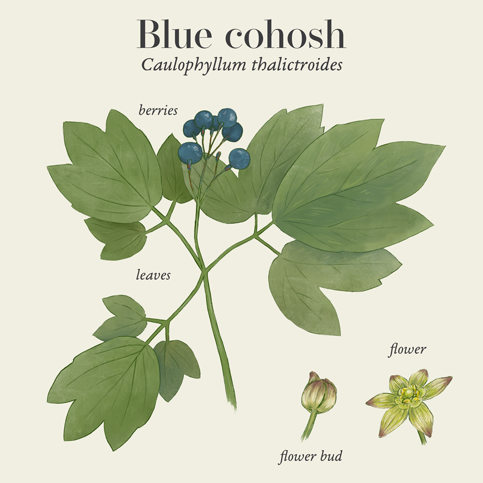 Blue cohosh (Caulophyllum thalictroides)