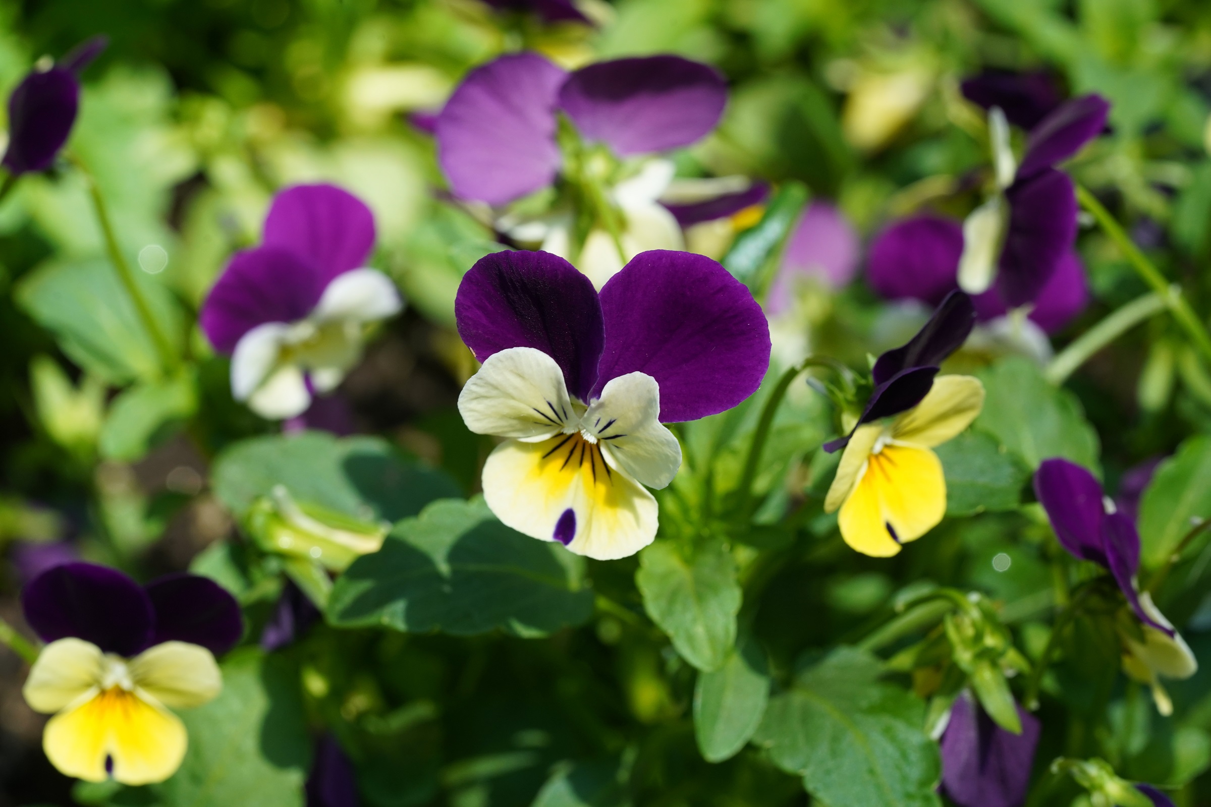 Violet (Viola tricolor)