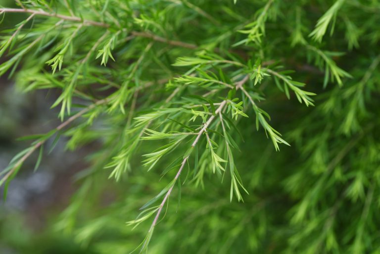 Is Tea Tree Tea Tree (Melaleuca alternifolia): Benefits, Uses, Safety | Herbal Reality
