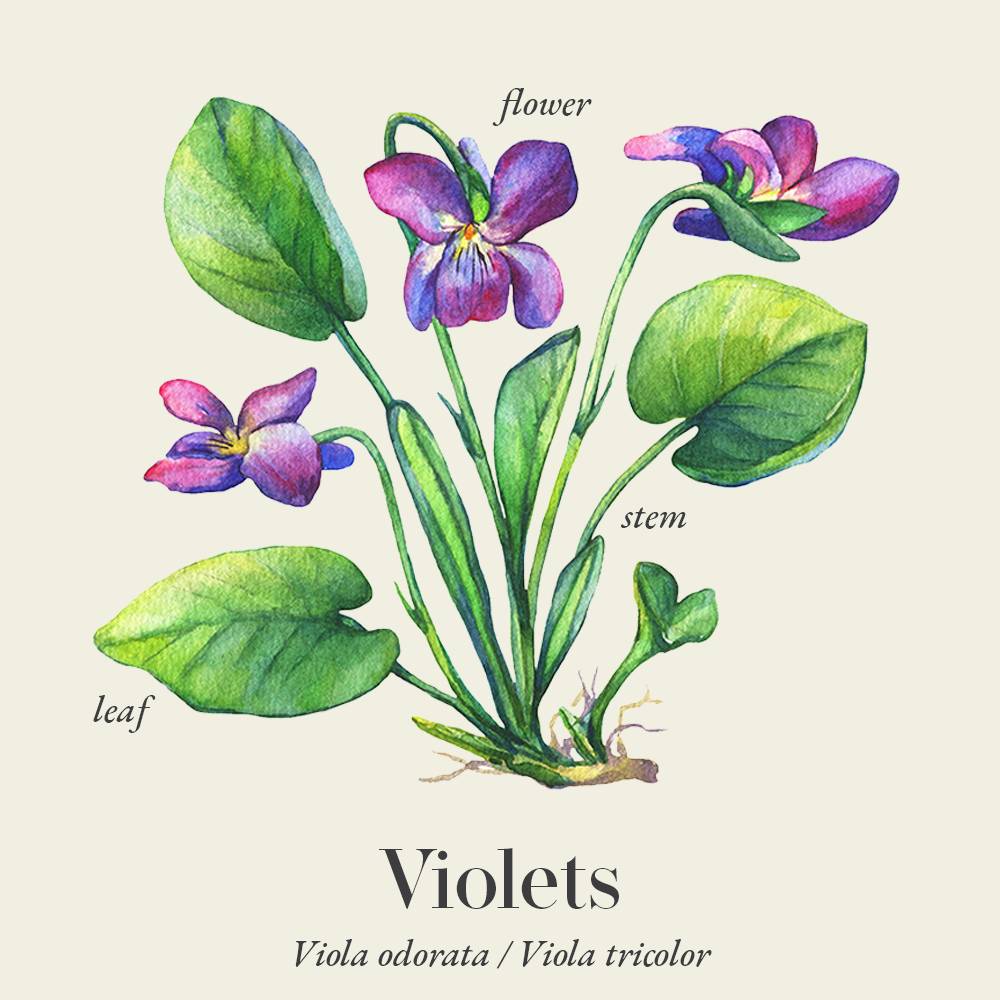 Violets (Viola odorata)