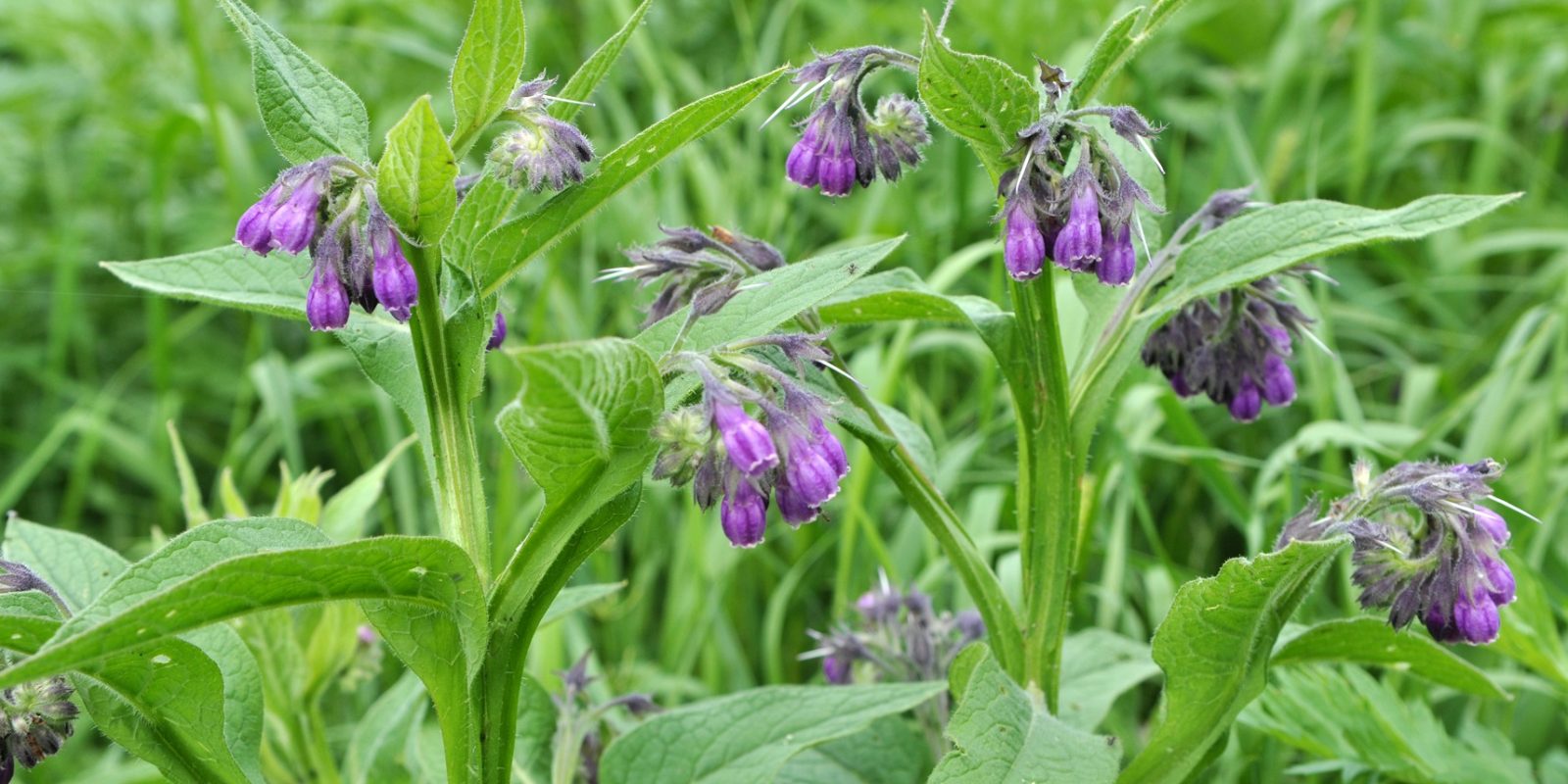 Comfrey (Symphytum officinale)
