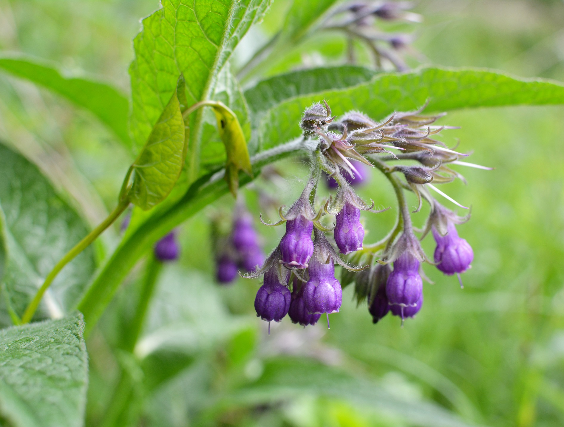 Comfrey flowers (Symphytum officinale)