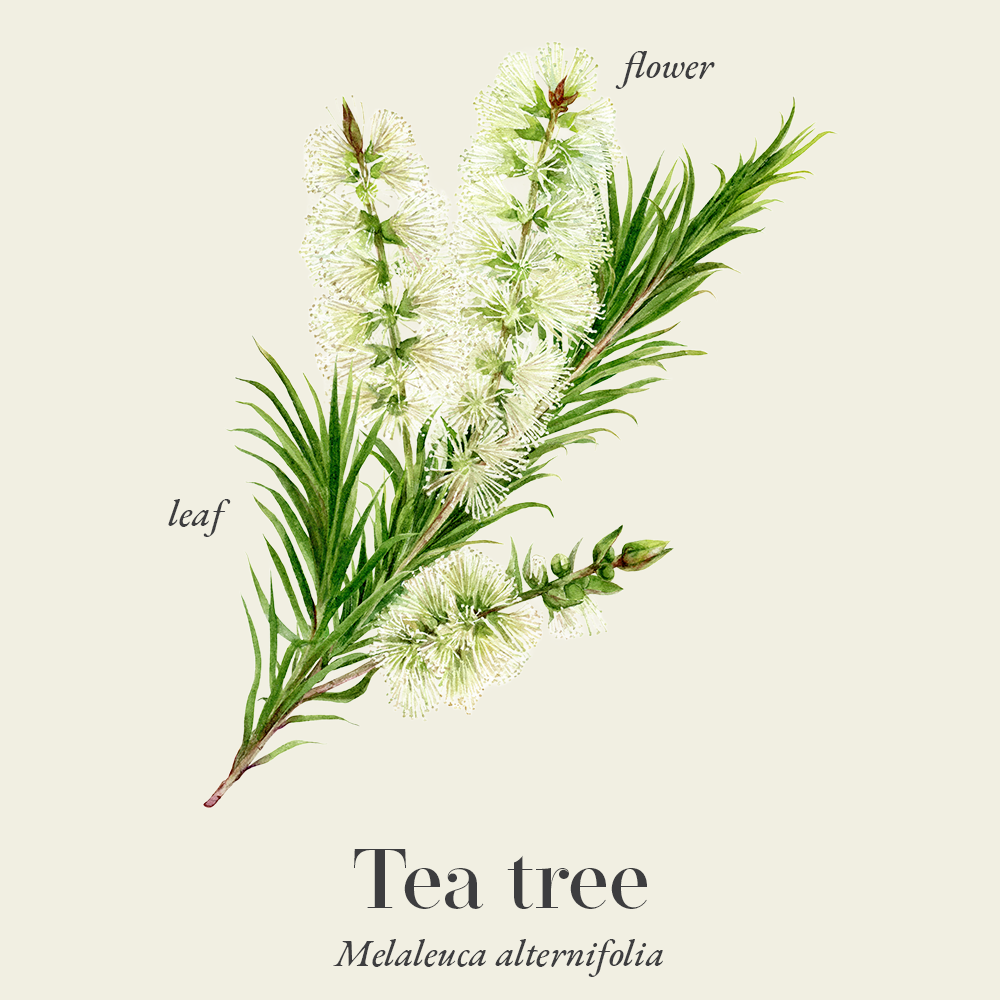 Tea tree (Melaleuca alternifolia)